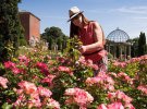  У британському маєтку Гоптон-холл у графстві Дербішир ростуть 2 тис. кущів троянд 23 сортів