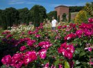 В британском поместье Хоптон-холл в графстве Дербишир растут 2 тыс. Кустов роз 23 сортов