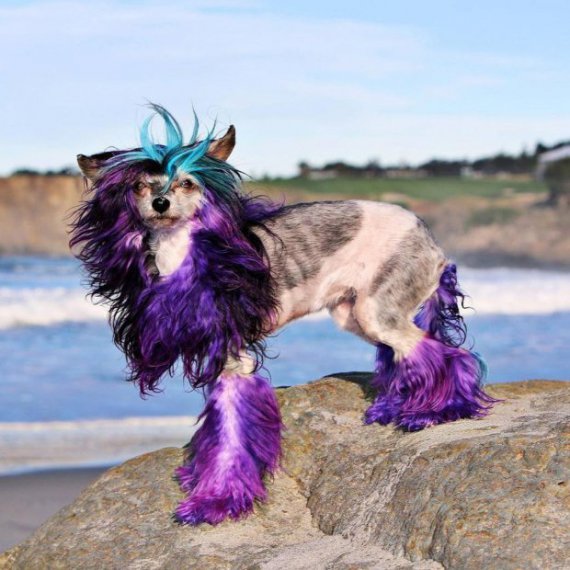 Американка Рена Кревале покрасила собаку Шебу в фиолетовый цвет