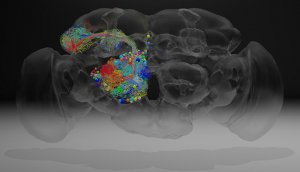 Вченим вдалося створити детальну карту мозку із зазначенням більшості нейронів