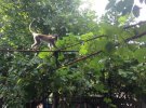 Зграя мавп втекли з приватного зоопарку і оселилися на території дачного кооперативу "Лебідь".