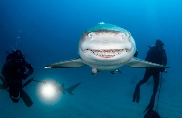 Показали 13 дивних предметів, які знайшли у шлунках акул