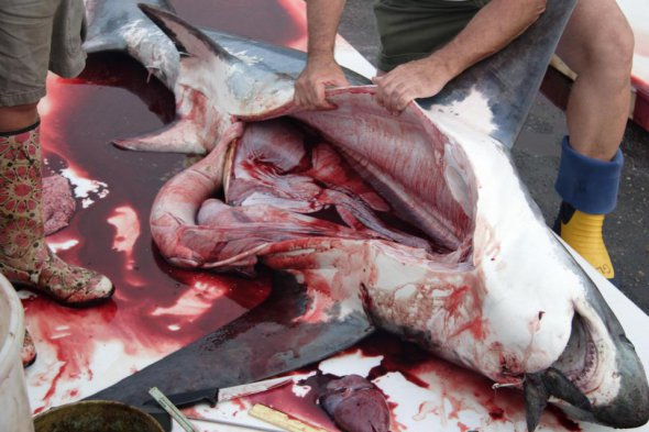 Показали 13 странных предметов, которые нашли в желудках акул