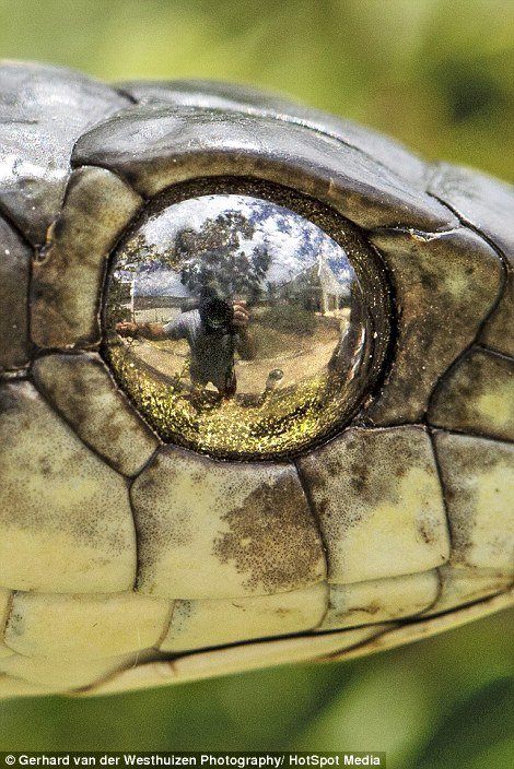 Фотограф сделал селфи со своего отражения в змеином глазу