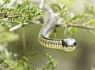 Фотограф сделал селфи со своего отражения в змеином глазу