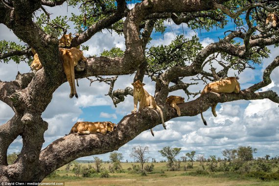 Фотограф снял львов во время отдыха на деревьях