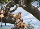 Фотограф снял львов во время отдыха на деревьях