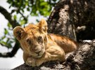 Фотограф зняв левів під час відпочинку на деревах