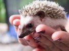 Винницкая область: предприниматель создал дома контактный зоопарк с удивительными животными