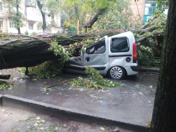 Дерево розтрощило авто у районі Нивок
