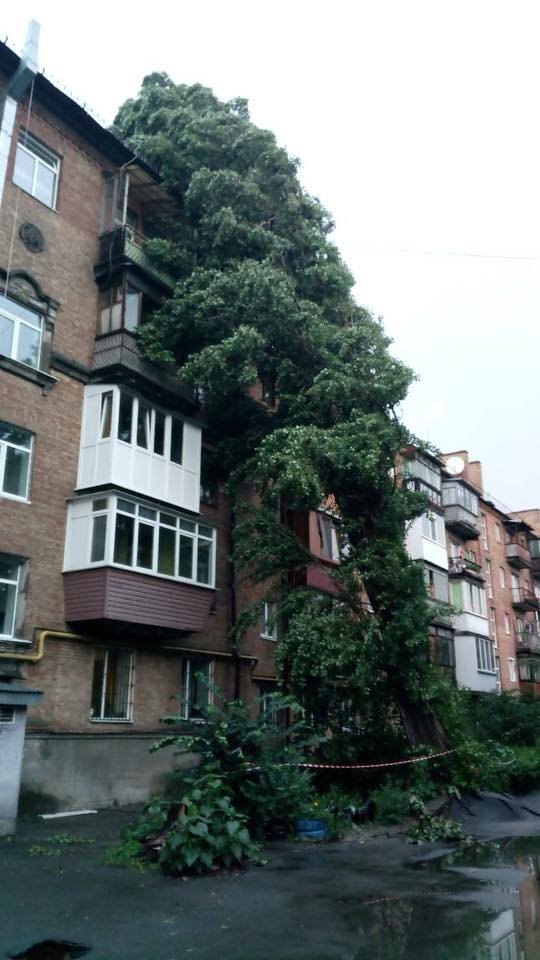 За словами нардепа Дмитра Білоцерковця, дерево було живим, але не витримало натиску стихії