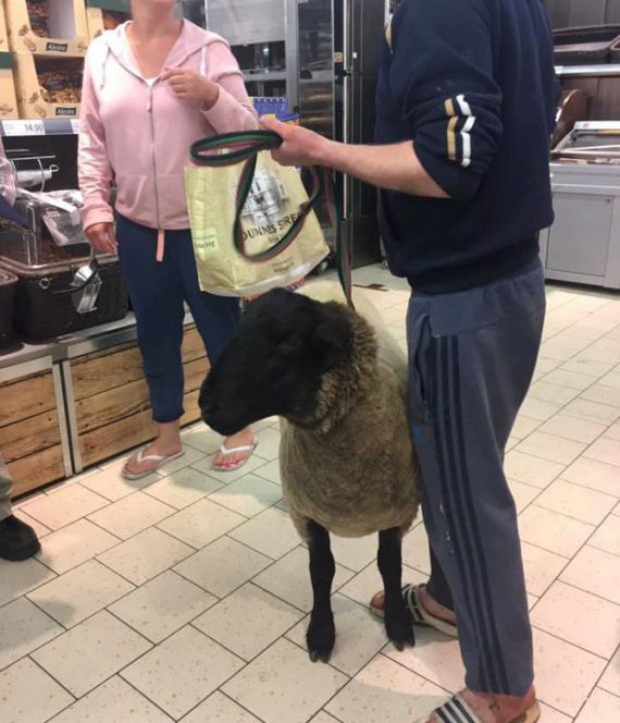 Мужчина привел в супермаркет овцу и напал на охранника