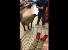 Чоловік привів у супермаркет вівцю і напав на охоронця