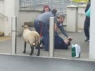 Чоловік привів у супермаркет вівцю і напав на охоронця