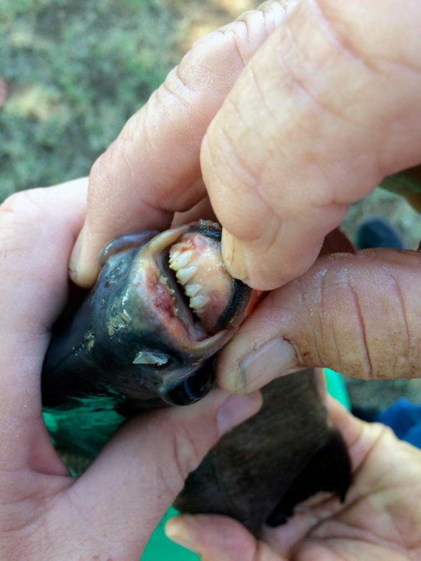 Девушка поймала рыбу с человеческими зубами