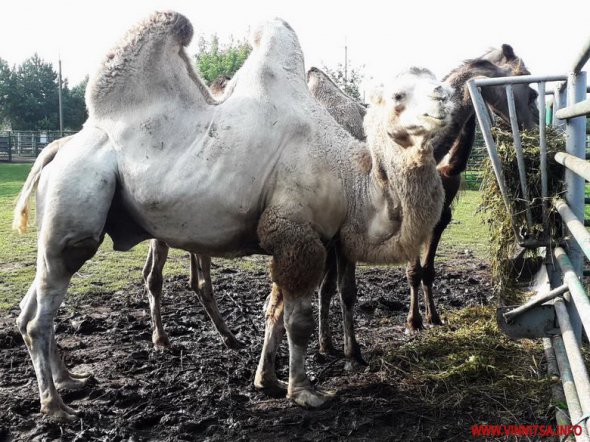 Винницкая область: из частного зоопарка переселенцев забрали редкого верблюда