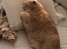 15-кілограмова кішка Бронсон худне за спеціальною дієтою
