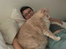 15-килограммовая кошка Бронсон худеет по специальной диетой
