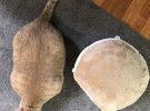 15-килограммовая кошка Бронсон худеет по специальной диетой