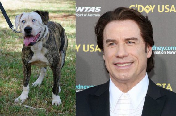 Блакитноокий бульдог vs Джон Траволта