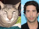 Сонный кот vs звезда сериала "Друзья" Дэвид Швиммер