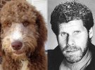 Пес-кудлатик vs відомий американський актор Рон Перлман