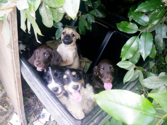 Зоозащитник Мел Фишер нашла 9 щенков выброшенных в мусорный бак прошлым летом во время жары.
