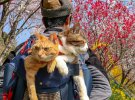 Коты Даикичи и Фокучан путешествуют Японией в сопровождении своего владельца. Имеют должности генерального менеджера и секретаря его компании