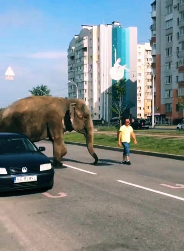 На улицах Винницы прогулялся слон