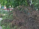 На Житомирщині потужни ураган повалив дерева та поперевертев кіоски