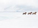 Дрю Доггет из Нью-Йорка представил уникальную фотосерию под названием «В королевстве легенд»