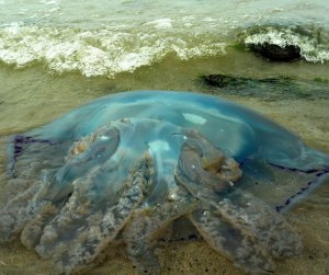 В морі на Запоріжжі плавають величезні медузи 