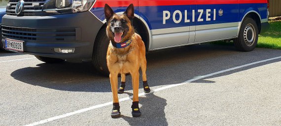 Полицейских собак обули в ботинки, чтобы защитить от раскаленного асфальта