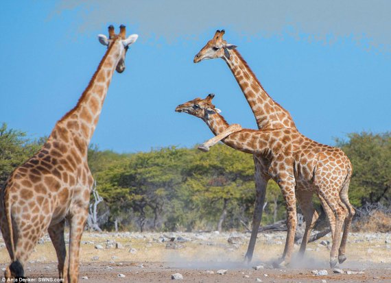 Фотограф Аня Денкер зняла бійку жирафів, де вони застосовують ноги