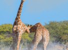 Фотограф Аня Денкер сняла драку жирафов, они применяют ноги