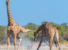 Фотограф Аня Денкер сняла драку жирафов, они применяют ноги