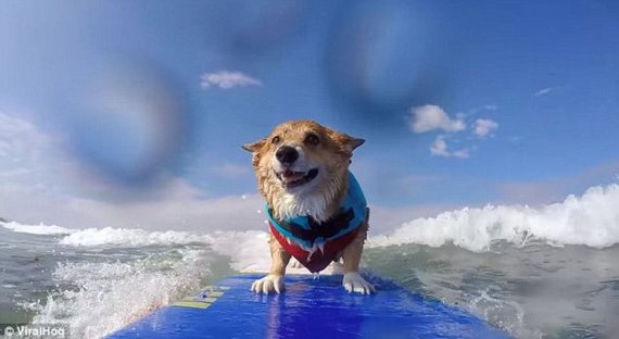 Пес Джоджо катається на серфі на пляжі Каліфорнії