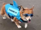 Пес Джоджо катается на серфе на пляже Калифорнии