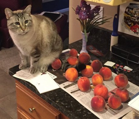 Кіт Оззі любить сидіти біля персиків. Він їх не їсть, а просто відпочиває поруч