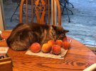 Кот Оззи любит сидеть у персиков. Он их не ест, а просто отдыхает рядом