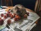 Кіт Оззі любить сидіти біля персиків. Він їх не їсть, а просто відпочиває поруч