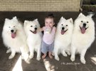 Жінка ростить двох дочок і тримає вдома 4 самоїдських собак