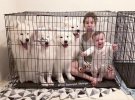 Жінка ростить двох дочок і тримає вдома 4 самоїдських собак