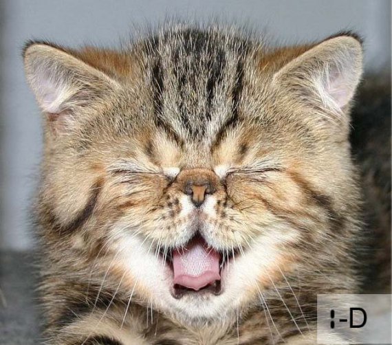 8 серпня - Всесвітній день кота: фотопідбірка найемоційніших котів, яких застали "на гарячому"