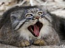 8 августа - Всемирный день кошек: фотоподборка самых эмоциональных кошек, которых застали "на горячем"