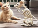 8 августа - Всемирный день кошек: фотоподборка самых эмоциональных кошек, которых застали "на горячем"