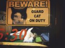 Табличка предупреждает: "Осторожно! Кот на страже». Однако этот пушистый охранник таки немного устал выполнять свои служебные обязанности.