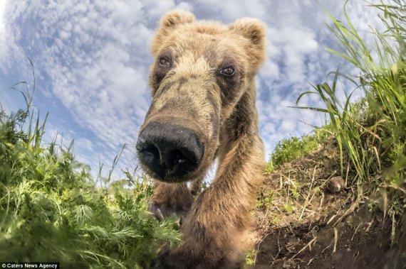 Фотографу удалось снять бурого медведя крупным планом