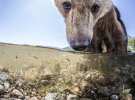 Фотографу вдалось зняти бурого ведмедя крупним планом