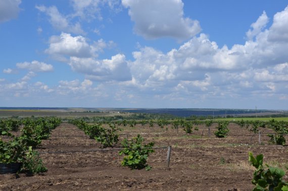 Крупнейшая в Украине плантация лесного ореха находится в селе Холодная Балка, что у Одессы.